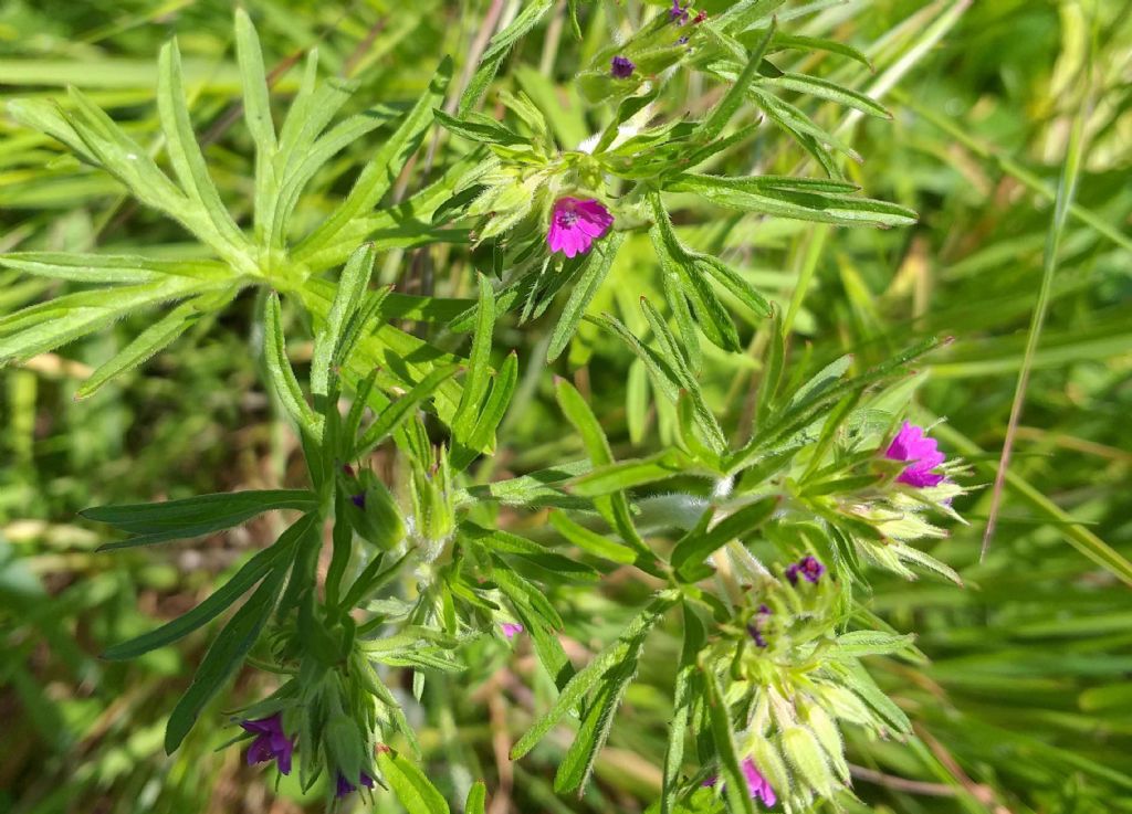 Geranium dissectum